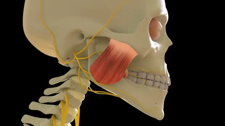 Masseter Pain