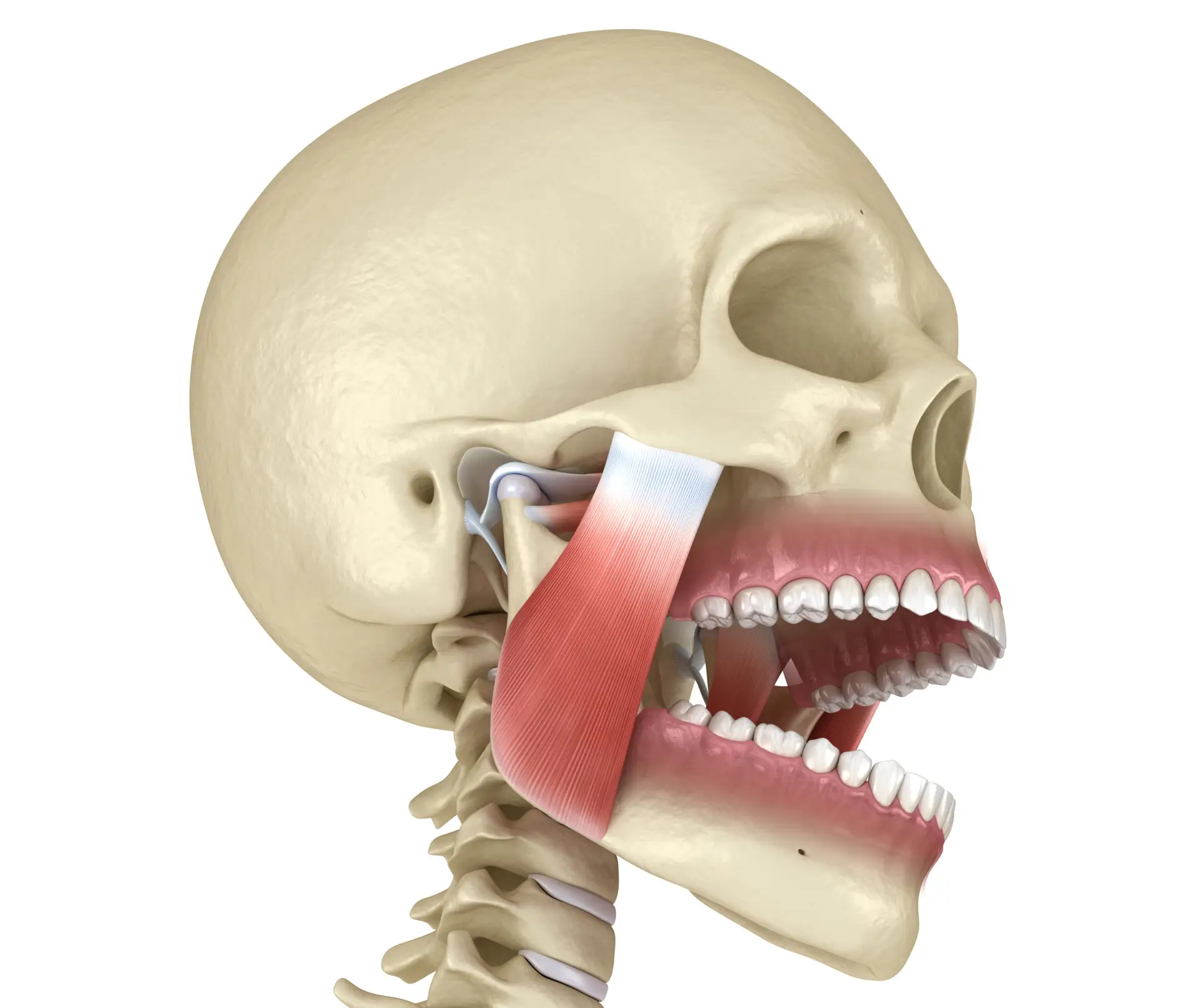 Masseter Muscle