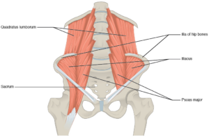 Understanding Quadratus Lumborum Trigger Points in New York, NY, USA: Symptoms, Self-Release, and When to Get Help quadratus lumborum