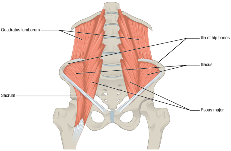 Understanding Quadratus Lumborum Trigger Points in New York, NY, USA: Symptoms, Self-Release, and When to Get Help