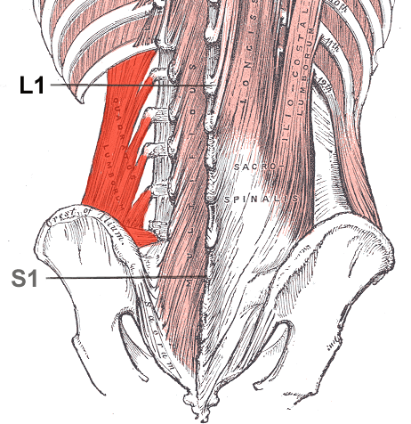 Understanding Quadratus Lumborum Trigger Points in New York, NY, USA: Symptoms, Self-Release, and When to Get Help Quadratus lumborum