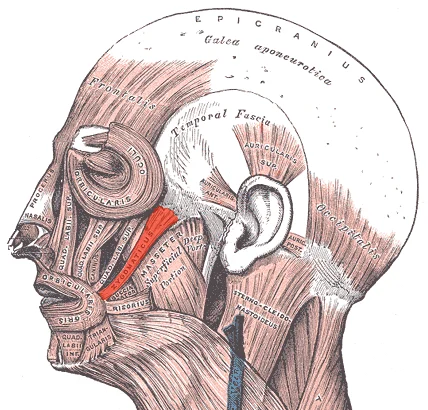 Zygomaticus Major Trigger Point in New York: How It Affects Jaw, Face, and Head Tension Zygomaticus Major
